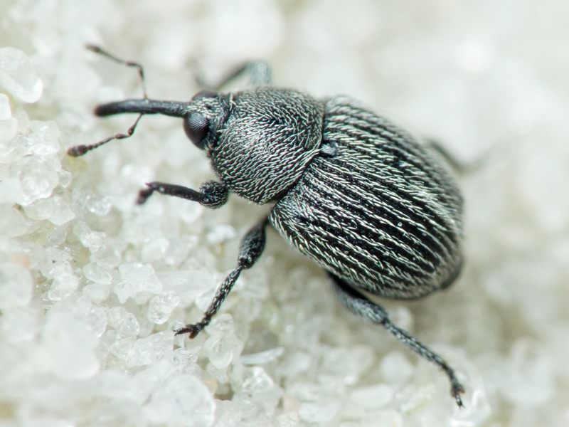 Miarus Schönherr, 1826